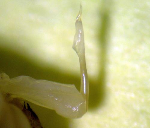 Leiobunum apenninicum