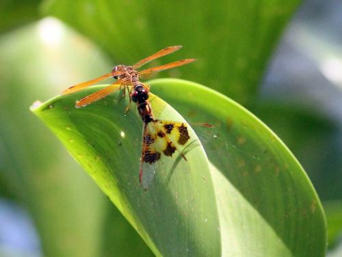 Réf. 190 877 : Perithemis tenera