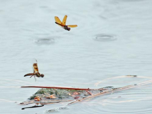 Perithemis tenera