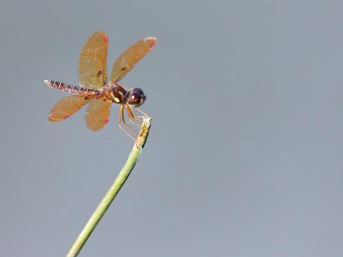 Perithemis tenera