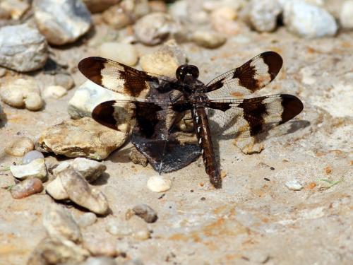 Plathemis lydia