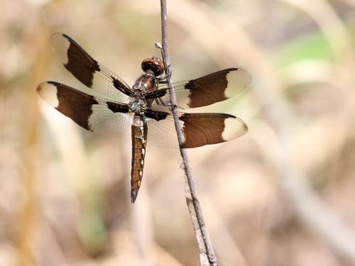 Plathemis lydia