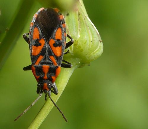 Réf. 190 461 : Spilostethus saxatilis