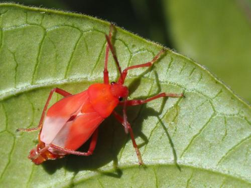 Tropidothorax leucopterus