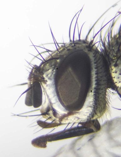 Demoticus plebejus