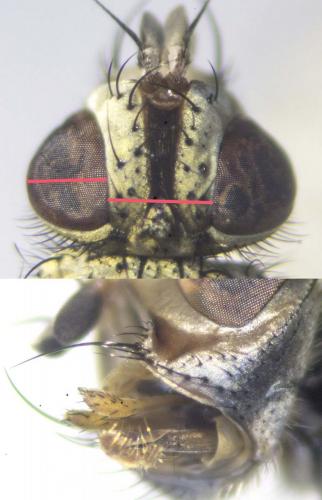 Solieria vacua