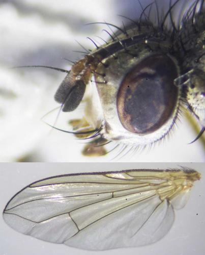 Solieria vacua