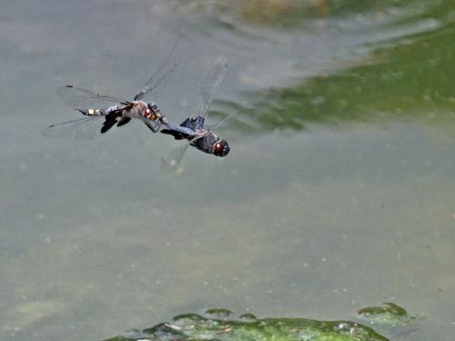 Réf. 190 238 : Tramea lacerata