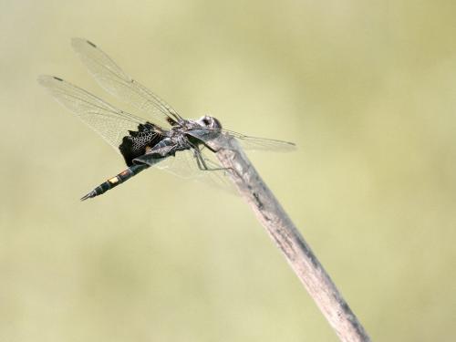 Réf. 190 237 : Tramea lacerata