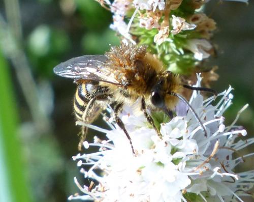 Colletes sp.