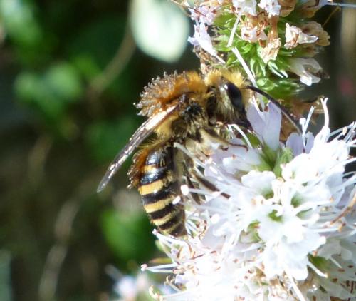 Colletes sp.