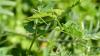 190487 – Photo : Greenlife – France (01)