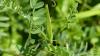 190488 – Photo : Greenlife – France (01)