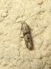 190369 – Photo : The Ghost Nightjar – France (56)