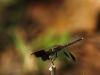 190945 – Photo : Christine Deconinck – Costa Rica