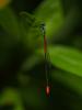 190552 – Photo : Christine Deconinck – Costa Rica