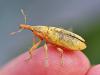 Lixus pulverulentus