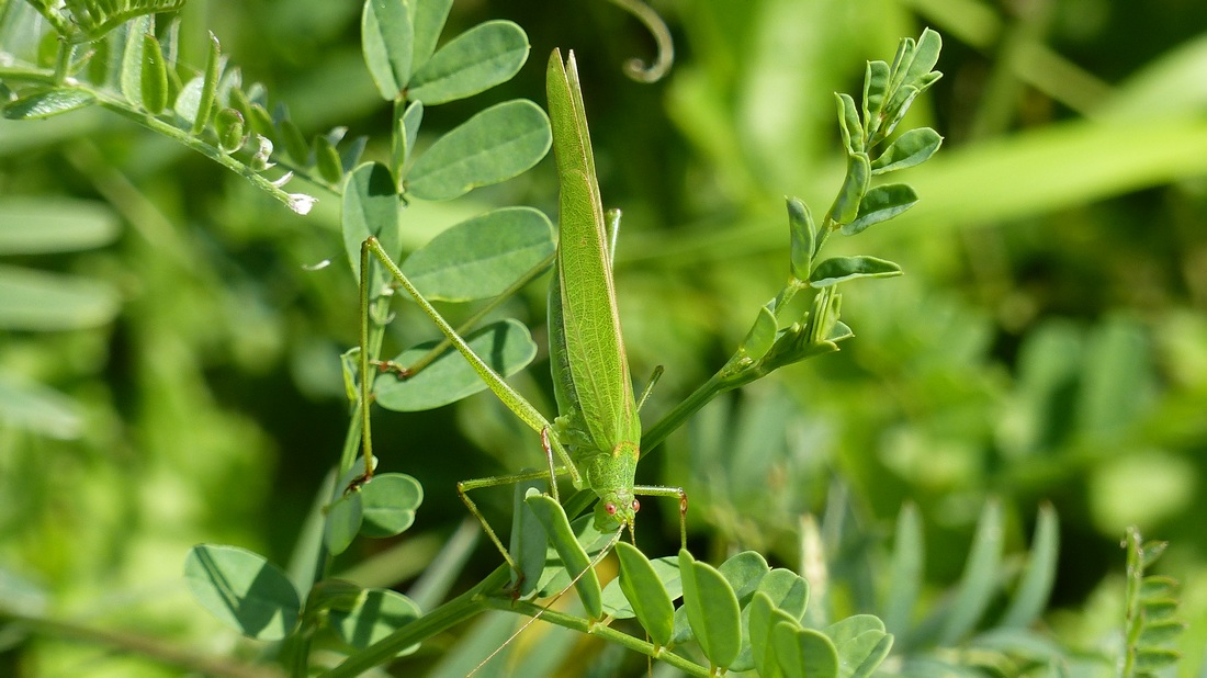 Greenlife - Phaneroptera falcata - réf. 190488 (1100 x 618 pixels, 192 ko)