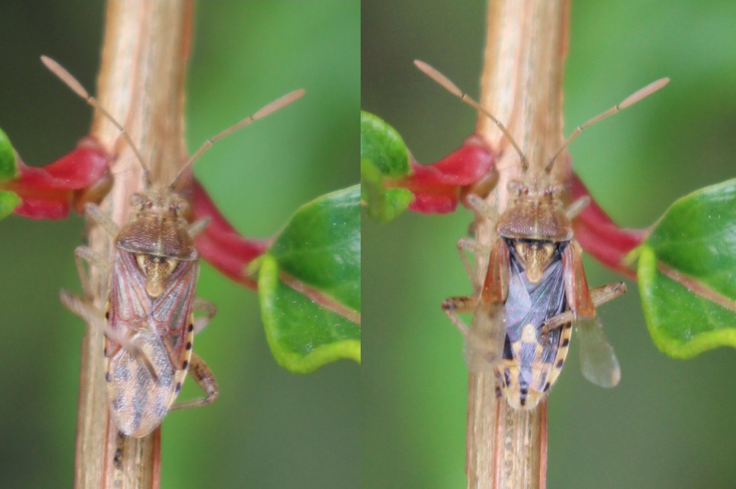 Fabien Piednoir - Stictopleurus (abutilon-pictus) - réf. 190570 (1500 x 996 pixels, 145 ko)