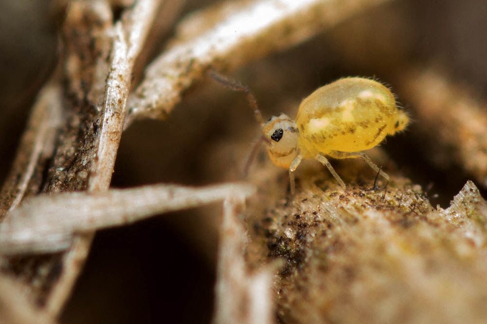 Réf. 190092 — ENTOGNATHA > Collembola > Bourletiellidae