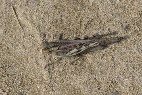 Locusta migratoria L., 1758, ssp. gallica Remaudière, 1947