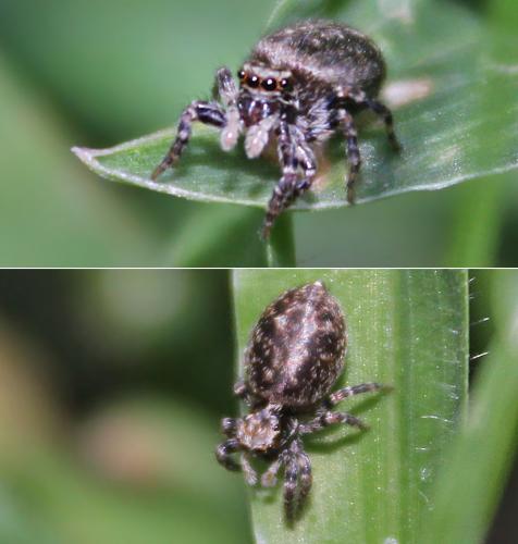 Pseudeuophrys erratica