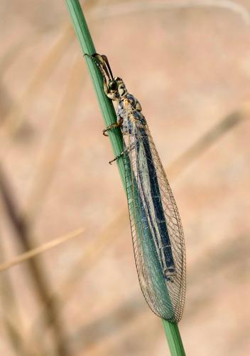 Myrmeleon hyalinus
