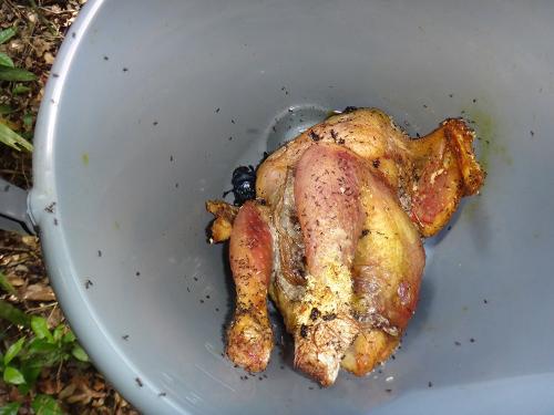 Réf. 191 183 : Piege poulet