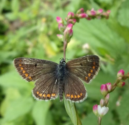 Aricia agestis