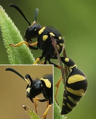 Réf. 191 108 : Eumenes coarctatus