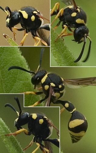 Réf. 191 242 : Eumenes coarctatus