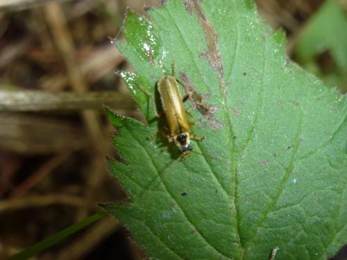 Réf. 191 271 : Cantharis decipiens