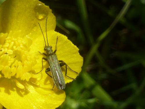 Réf. 191 283 : Oedemera virescens