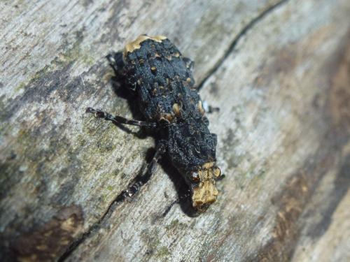 Réf. 191 550 : Platyrhinus resinosus