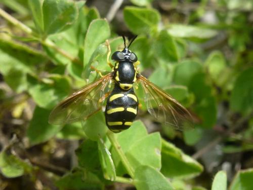 Réf. 191 444 : Chrysotoxum vernale