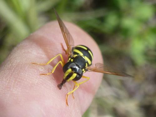 Réf. 191 524 : Chrysotoxum vernale
