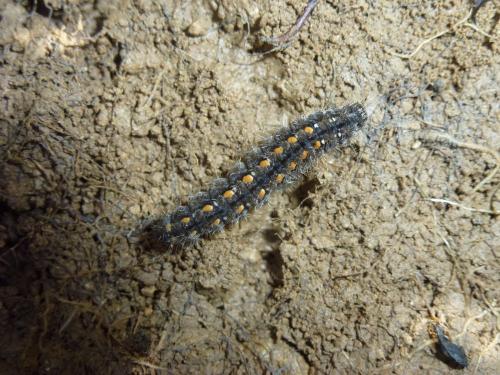 Eilema complana
