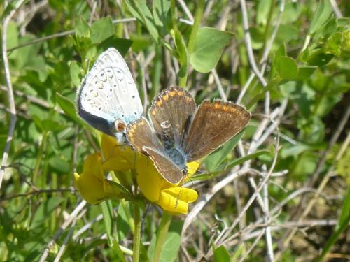 Réf. 191 547 : Polyommatus sp.
