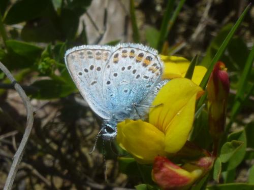 Réf. 191 577 : Plebejus argus