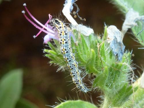 Réf. 191 036 : Ethmia bipunctella