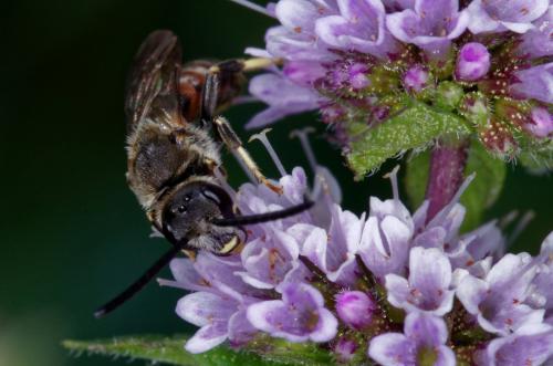 Réf. 191 436 : Lasioglossum calceatum