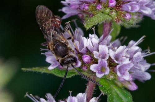 Réf. 191 417 : Lasioglossum calceatum