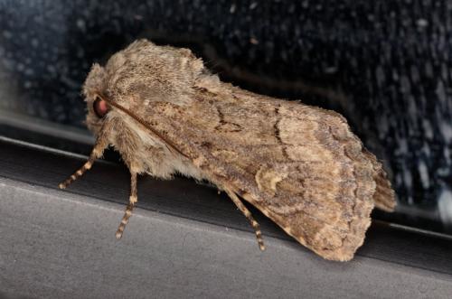 Réf. 191 308 : Luperina testacea