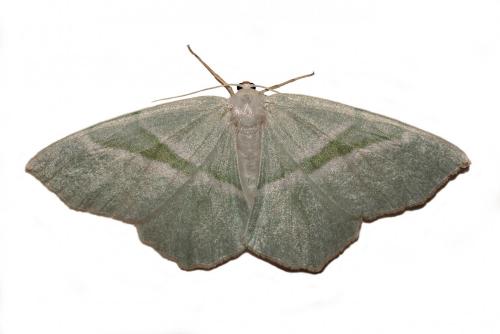 Campaea margaritaria