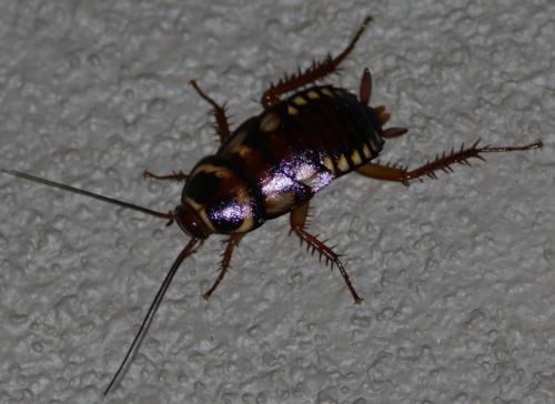 Periplaneta australasiae