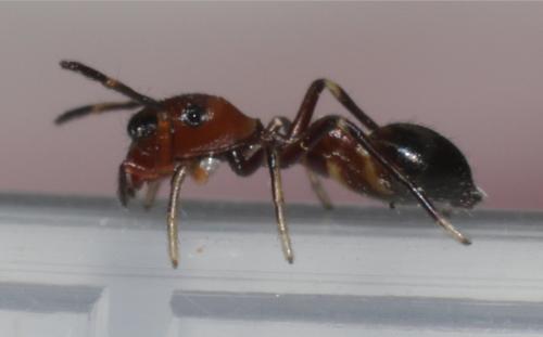 Leptorchestes berolinensis