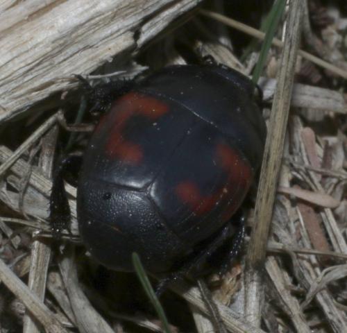 Réf. 191 980 : Hister quadrimaculatus