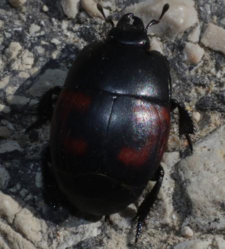 Hister quadrimaculatus