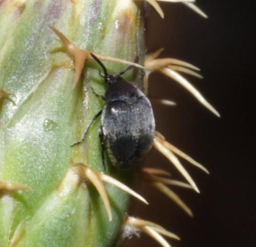 Réf. 191 984 : Spermophagus sp.