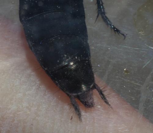 Ocypus ophthalmicus